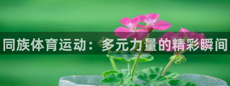 千亿国际官方正版app集团简介：同族体育运动：多元力量的精彩